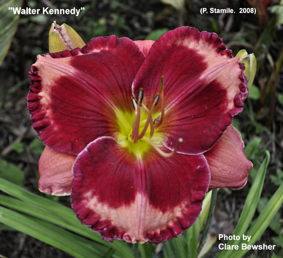 Walter Kennedy